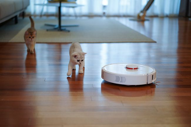 Robotic vacuum cleaner and cats on wood floor
